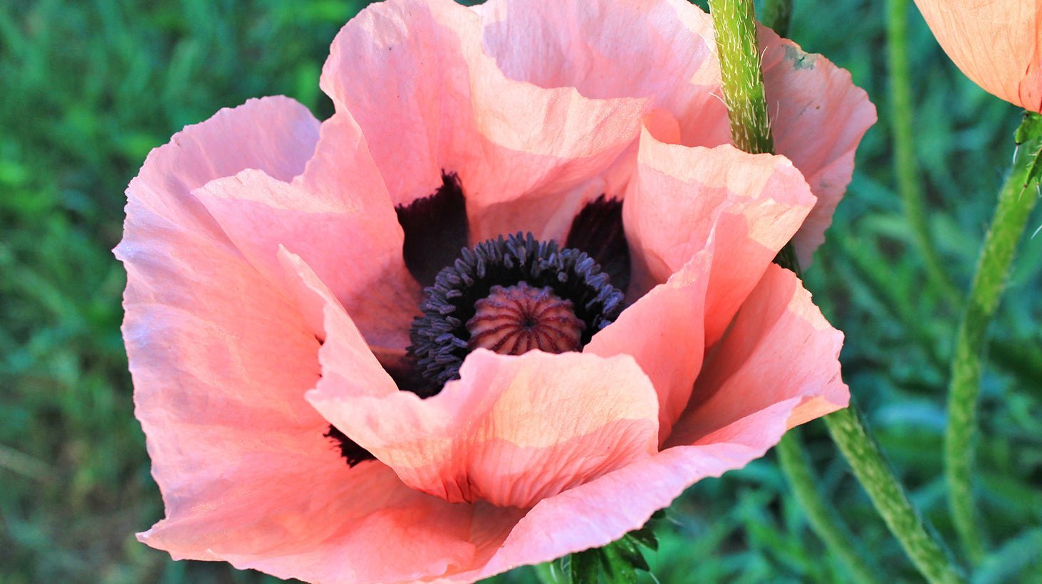 Vibrators Poppy Bloom Bullet Vibrator